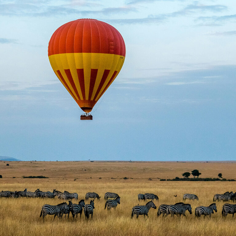 Safari